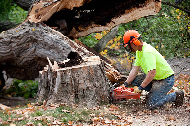 Best Emergency Tree Service  in Willits, CA